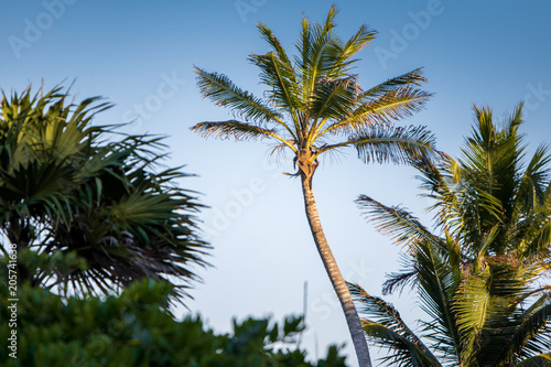 Palm tree against a blue sky