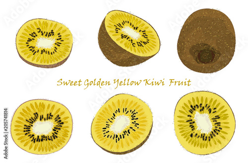 Set of hand-drawn yellow kiwi fruit, single, peeled and sliced fruits. realistic drawing, isolated on white background