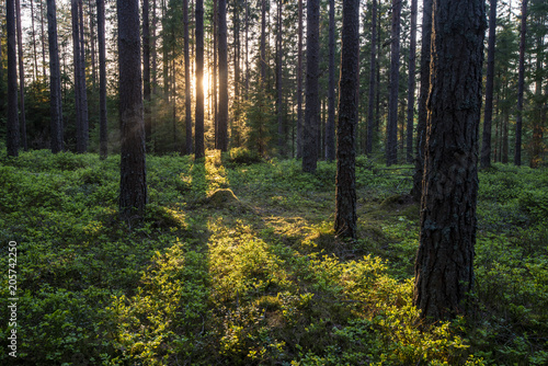Summer forest with sunlight