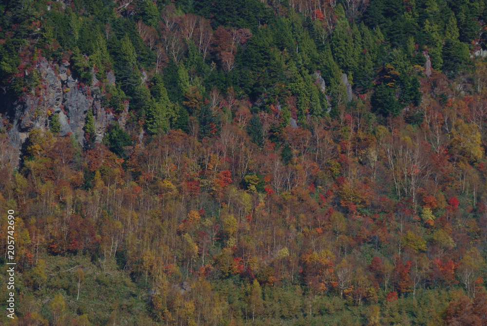 beautiful and colorful autumn leaves @Shigakogen / 錦秋の志賀高原