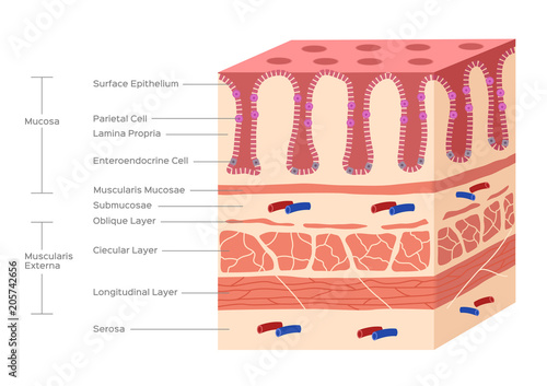 stomach and small intestine lining , villi and gut