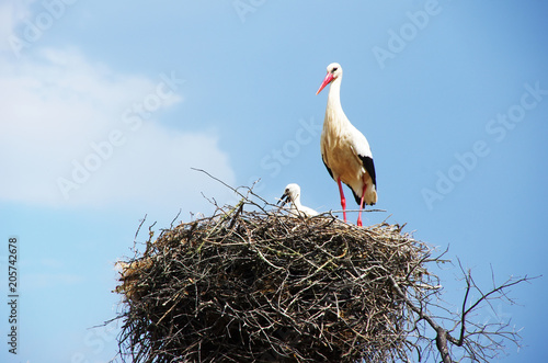 White stork and baby on a nest