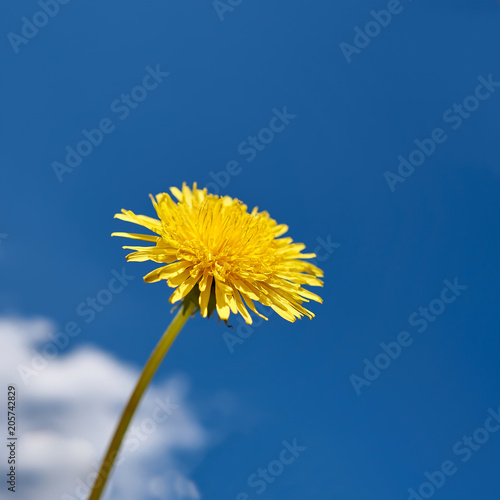 Fototapeta Naklejka Na Ścianę i Meble -  gelber Löwenzahn vor blauem Sommerhimmel