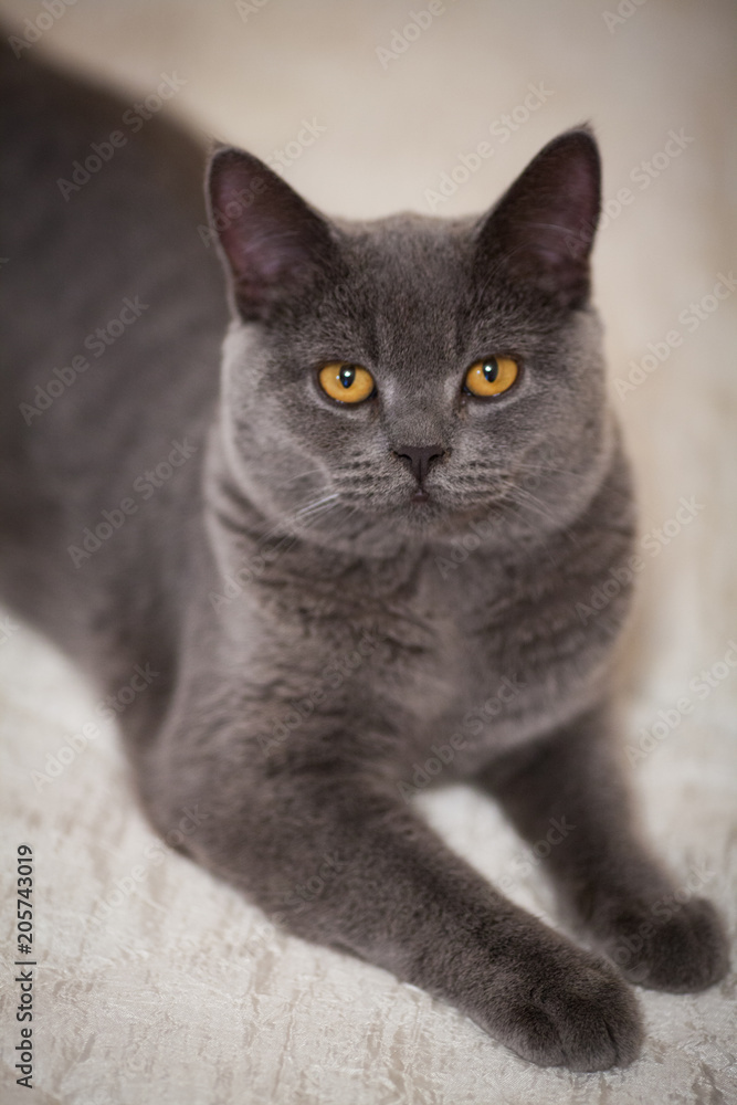 close up portrait of gray cat