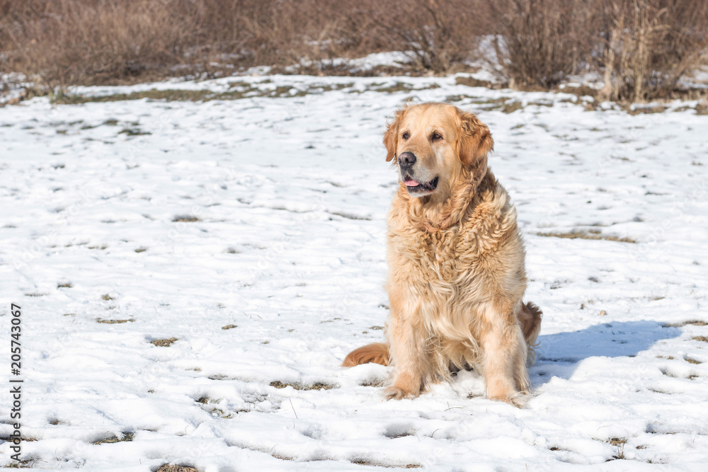 golden retriever dog on snow