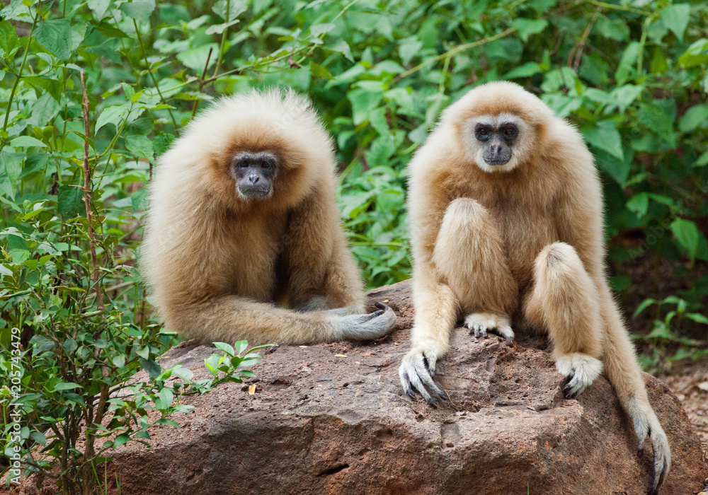 Obraz premium Hylobates lar.