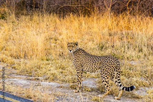 Cheetah standing by the roadside in Hwange National Park, Zimbabwe. September 9, 2016.