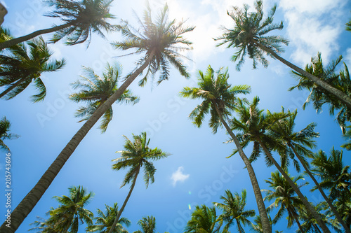 Beautiful beach with blue sky and coconut in Mui Ne, Binh Thuan province, Vietnam