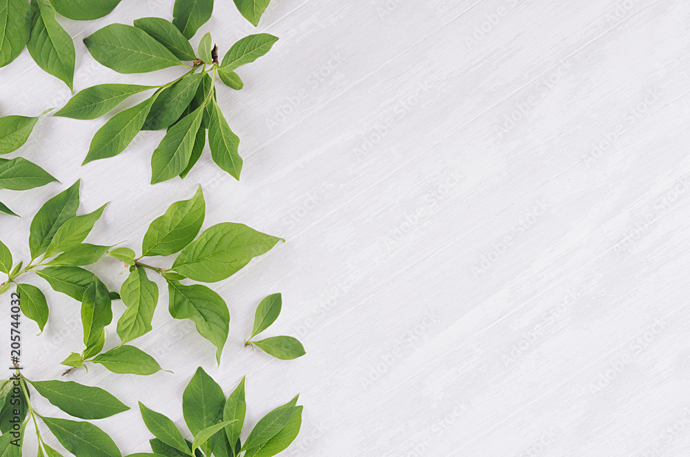 Young fresh green leaves on soft white wooden background. Young fresh green leaves on soft white wooden background.