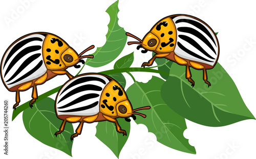Adult Colorado potato beetles or Leptinotarsa decemlineata on damaged potato leaf