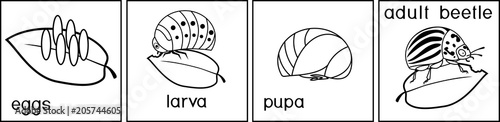 Coloring page. Sequence of stages of development of Colorado potato beetle or Leptinotarsa decemlineata from egg to adult insect photo