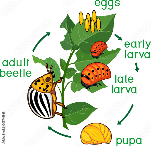 Life cycle of Colorado potato beetle or Leptinotarsa decemlineata. Sequence of stages of development from egg to adult insect