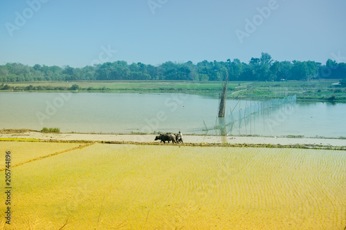 Rural landscape of India
