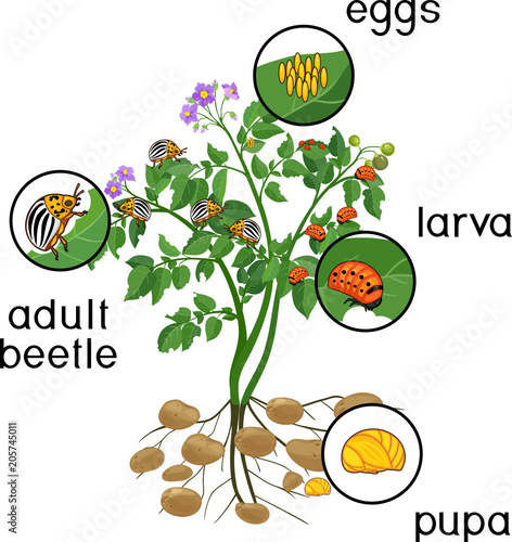 Potato plant with root system and different stages of development of Colorado potato beetle or Leptinotarsa decemlineata