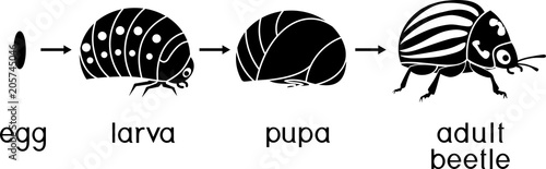 Life cycle of Colorado potato beetle or Leptinotarsa decemlineata