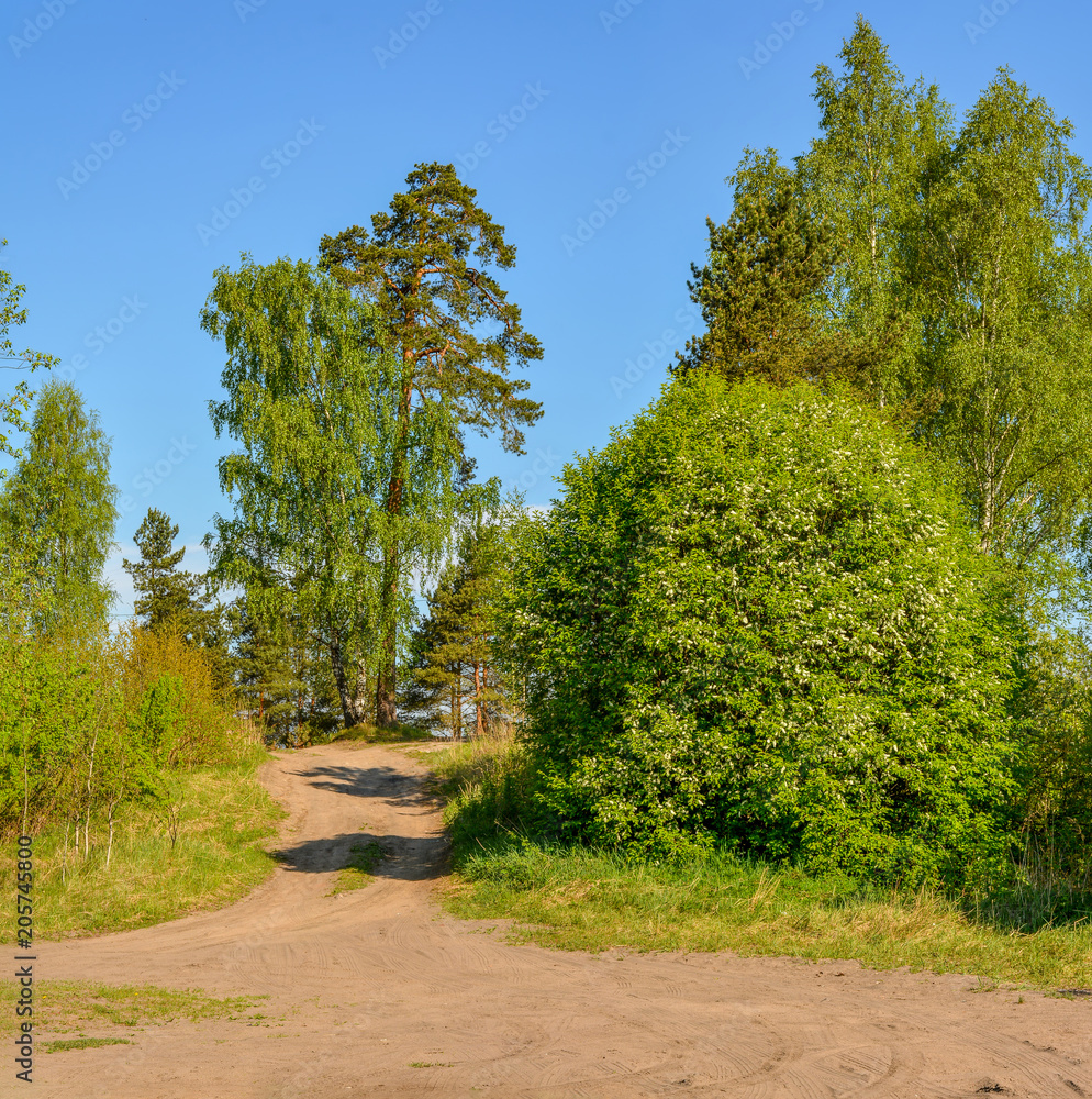 Spring morning on the lake. Russia. Leningrad region