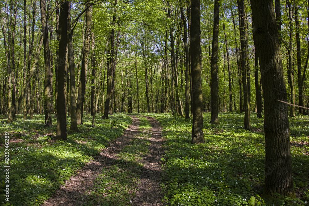 Obraz premium Road in a green forest, spring view