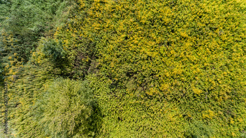 Green grass summer meadow bush top view from above