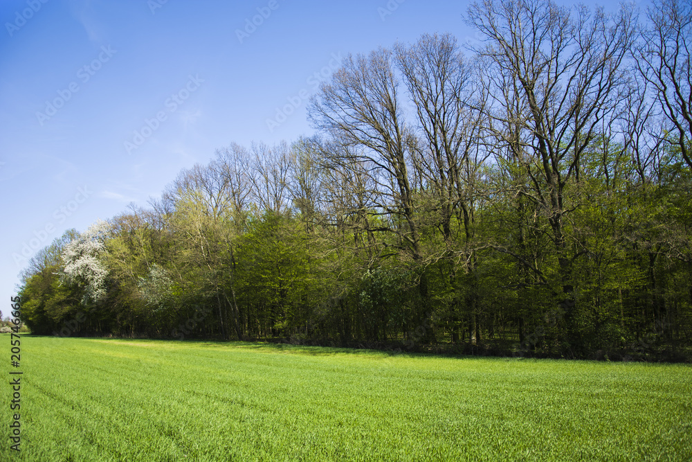 Fototapeta premium Green young grain and forest, spring view