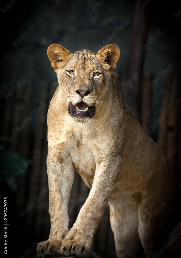 Obraz premium Lioness with black background.