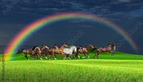 Obraz na plátně Herd of horses running along a green meadow under a rainbow against a stormy sky