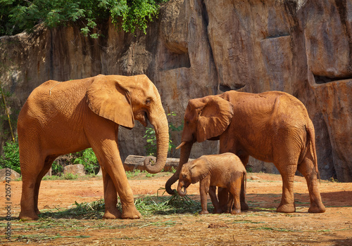  African elephants Family.