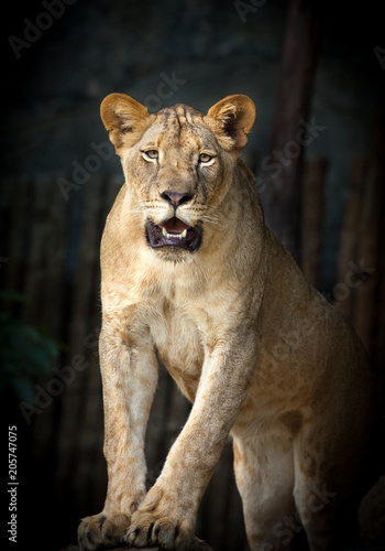 Lioness with black background.