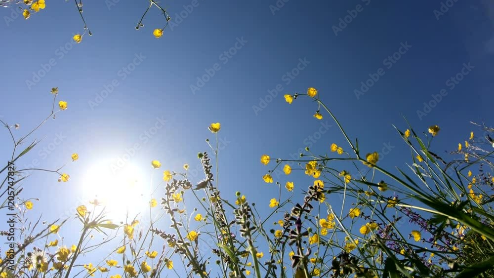 Blumenwiese von unten Richtung Himmel im Panorama, Schwenk, Naturerlebnis, Bayerrn, 4K Blumenwiese von unten Richtung Himmel im Panorama, Schwenk, Naturerlebnis, Bayerrn, 4K