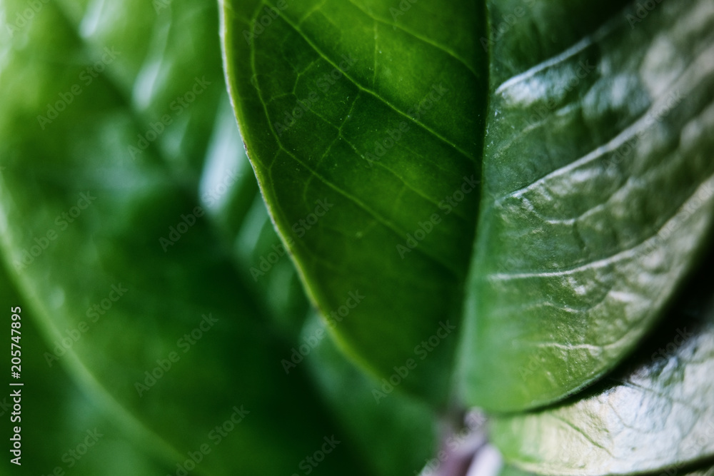 Zamioculcas macro leafs in bright green color Zamioculcas macro leafs in bright green color