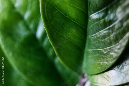 Zamioculcas macro leafs in bright green color