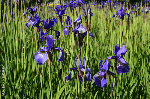 Fototapeta Naklejka Na Ścianę i Meble -  Siberian iris with deep blue ornamental flowers