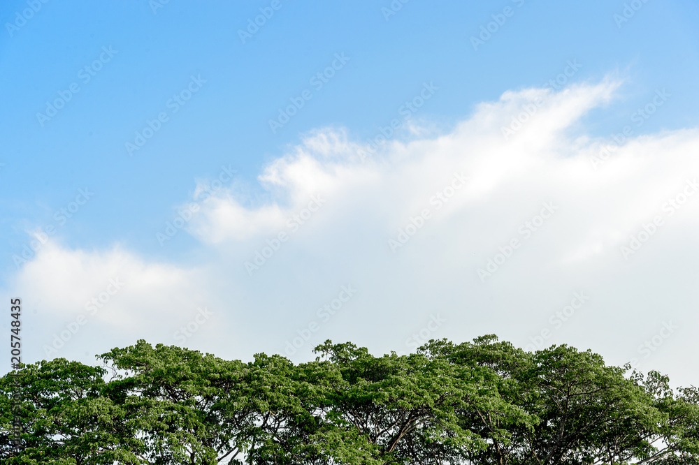 closeup tree top with soft-focus and over light in the background closeup tree top with soft-focus and over light in the background