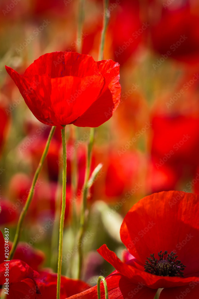 Obraz premium poppies in close up