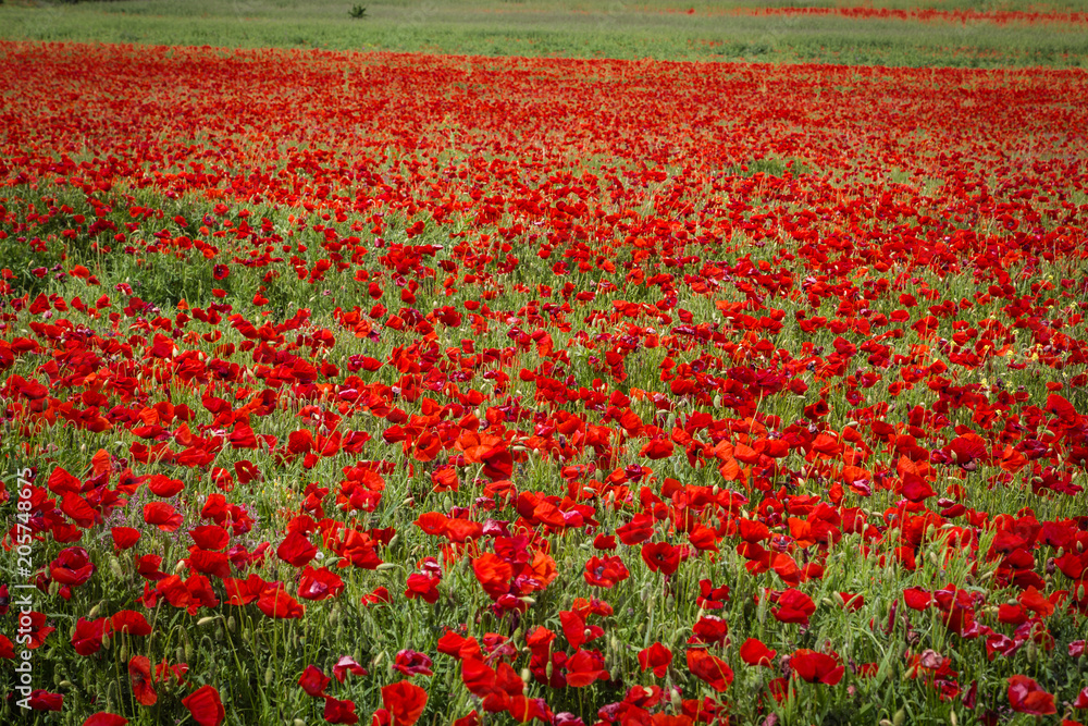 Obraz premium field of poppies in Provence