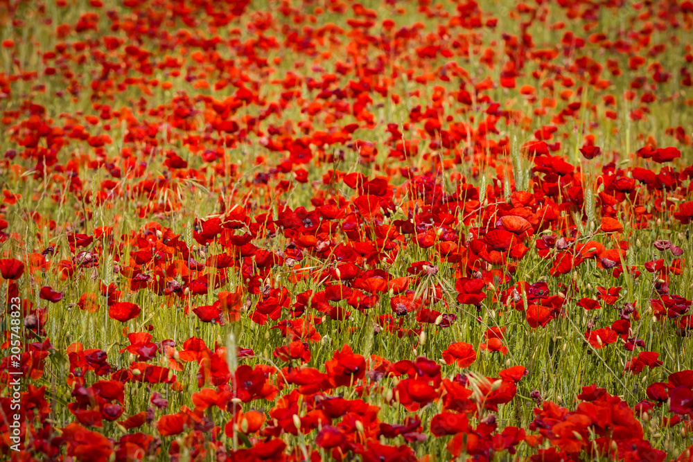field of poppies in Provence