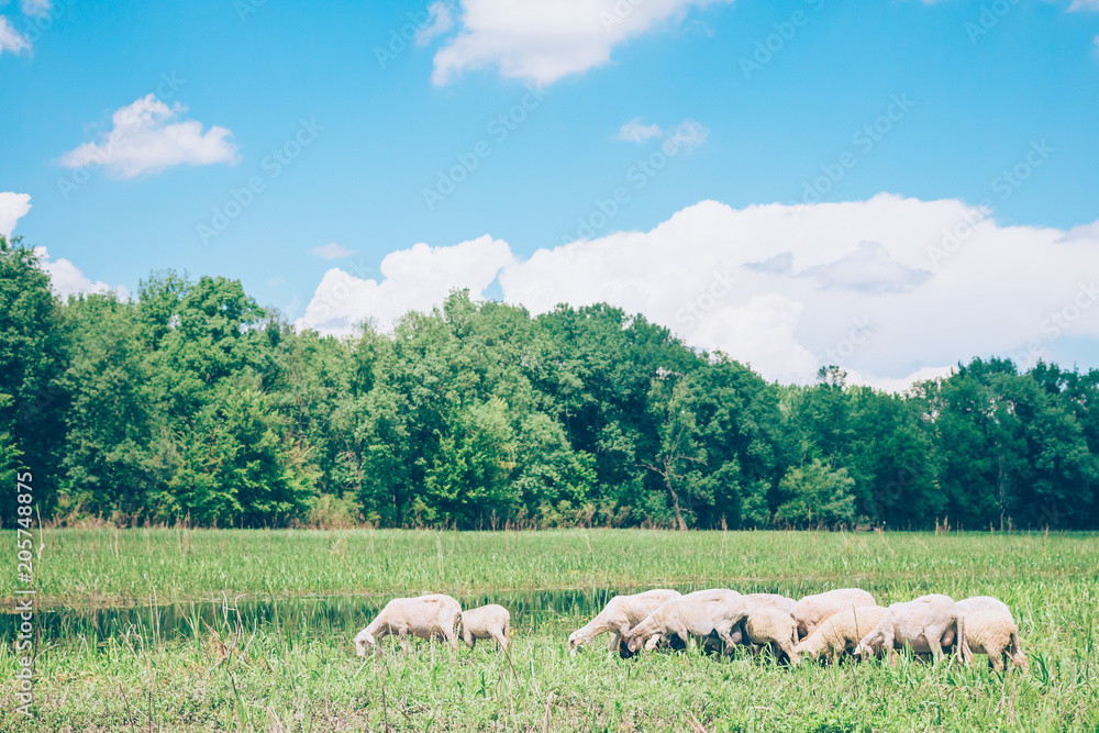 Herd of sheeps in the meadow in the springtime Herd of sheeps in the meadow in the springtime