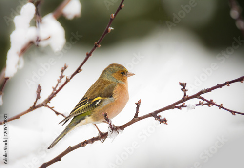 Chaffinch bird sitting on a snow covered tree © manfredxy