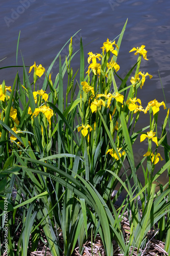 Fototapeta Naklejka Na Ścianę i Meble -  Sumpf-Schwertlilie