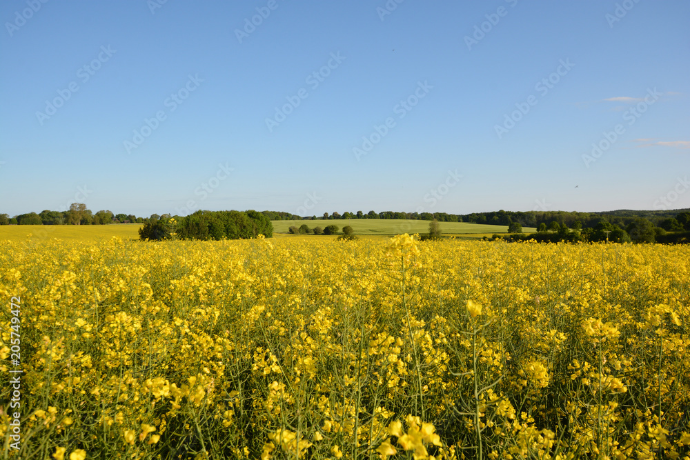 Obraz premium Rapsfeld auf Rügen