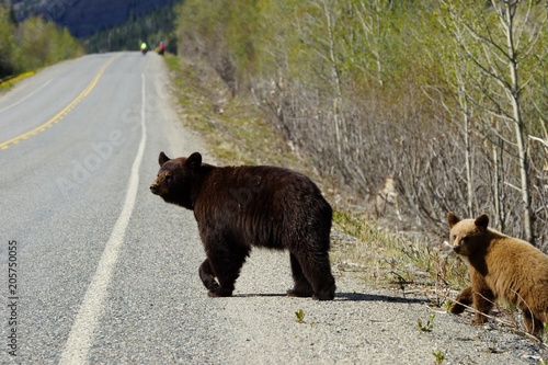 Black bear and her cub crossing the road