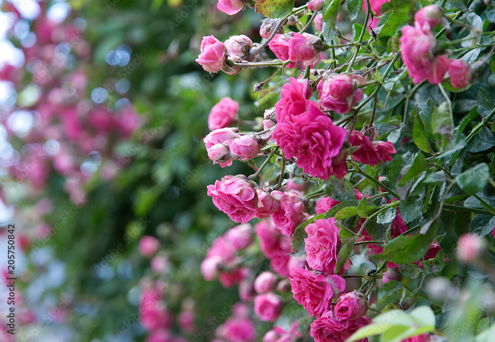 Fototapeta premium Beautiful pink roses climbing on a wall in summer 
