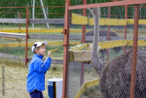 Obraz na płótnie Embarrassed boy smiling feeding the African ostrich in the cage w salonie