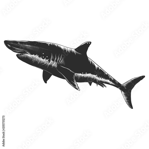 Graphics shark isolated on white background, vector illustration