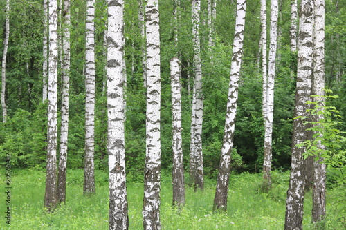 Fototapeta Naklejka Na Ścianę i Meble -  Beautiful birch trees with white birch bark in birch grove with green birch leaves in early summer