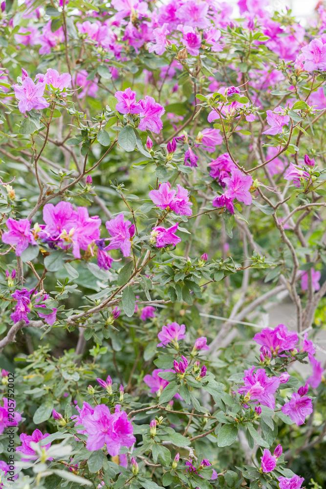 Big pink azalea bush in the garden. Season of flowering azaleas. Pink Satsuki azalea blooming(Azalea Rhododendron)