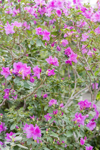 Big pink azalea bush in the garden. Season of flowering azaleas. Pink Satsuki azalea blooming(Azalea Rhododendron) photo