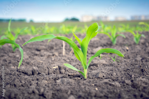 A young corn plant on the background of the same on the field