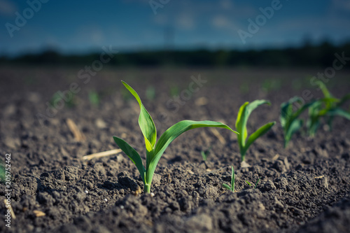 a young corn plant, on a patch of field lit by the sun