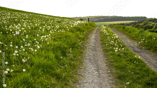 Fototapeta Naklejka Na Ścianę i Meble -  Dandelion field road