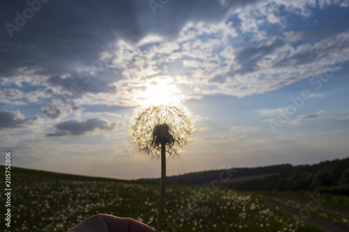 Fototapeta Naklejka Na Ścianę i Meble -  Dandelion field during sunset